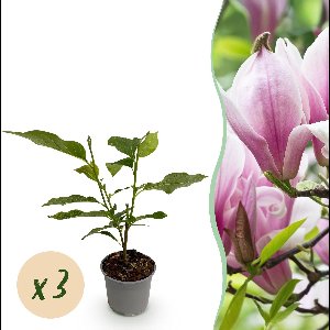 Green boutiQ - Tuinplant - Magnolia George Henry Kern - Bloem Roze - 3 Planten - Bladverliezend - Weinig Onderhoud - Pot 12cm Hoogte 30cm