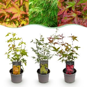 Green boutiQ - Tuinplant - Acer palmatum Tricolour - Rood-Groen-Oranje - 3 Planten - Blad verliezend - Weinig Onderhoud - Pot 12cm Hoogte 35cm