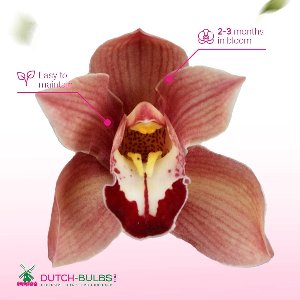 Orchidee plant - Cymbidium Bruin - Kamerplant voor binnen - 1 stuk - Binnenplant