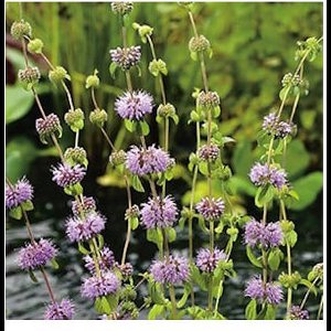 Moerings Mentha Pulegium| Dwergwatermunt | In 9CM pot