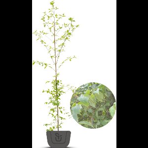 Aziatische kornoelje |  Cornus Officinalis/Mas | Stamomtrek: 4-6 cm