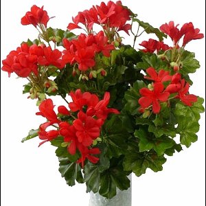 TopArt Kunstbloemen boeket Oostenrijkse Geranium rood 40 cm - Set van 4x stuks - Kunstplanten met bloemen