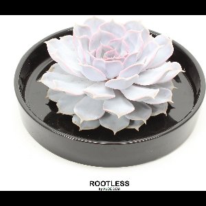 ROOTLESS Echeveria wit – vetplant - zwarte pot 20 cm - ZERO water