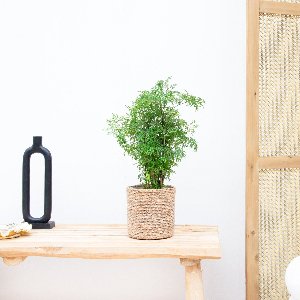 Polysicas Hawaiiana Ming - 40cm