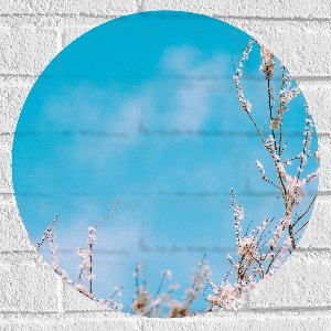 WallClassics - Muursticker Cirkel - Bloesemtakken onder Felblauwe Lucht in de Lente - 40x40 cm Foto op Muursticker
