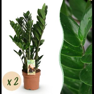 Green BoutiQ - Green is... Kamerplanten - Zamioculcas - ZZ-plant - Weinig onderhoud - Groen - 2 Planten - Pot 17cm - Hoogte 65-75cm