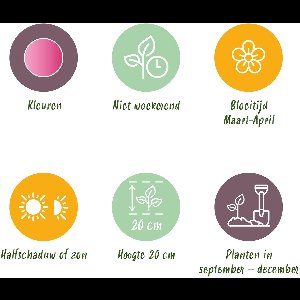 Green boutiQ - Bloembollen - Corydalis Beth Evans - Kleur Wit en Paars - 20 stuks - Bolmaat 6/7 - XXL Pack