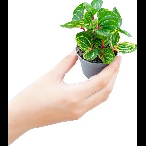 PLNTS - Baby Herbstii Iresine - Kamerplant - Kweekpot 6 cm - Hoogte 10 cm
