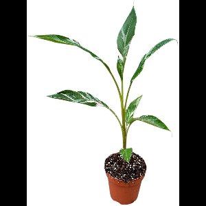 Musa Nono Kamerplant Potmaat Ø17 cm |Vers Van De Kweker