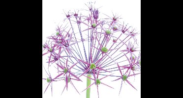 Kunstdruk Ingrid Ulmer - Wunderkerze 50x50cm