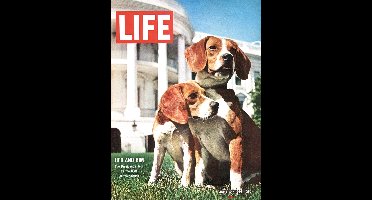 Kunstdruk Time Life - Beagles 30x40cm