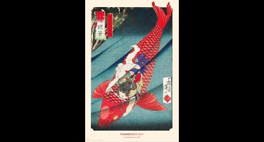 Poster Carp or Koi 61x91,5cm