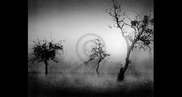 Kunstdruk Tom Weber - Bäume im Nebel II 90x70cm