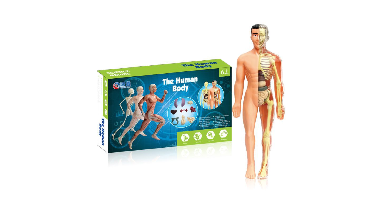 Human Anatomy– Leren&Ontdekken– Menselijk Lichaam Model Kit Translucent volledig anatomiemodel | Educatief Speelgoed