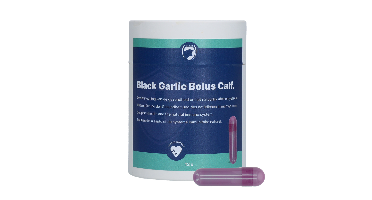 Excellent Black Garlic Bolus Kalf