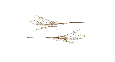 Van Manen Wild Vibernum Kunstbloem