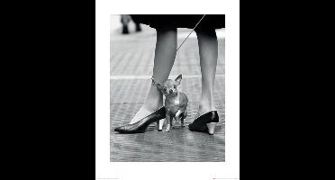 Kunstdruk Time Life - Chihuahua 40x50cm