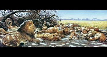 Kunstdruk Renato Casaro - After breakfast 99x34cm