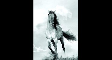 Kunstdruk Blonde Attitude - Mane in the wind 60x80cm