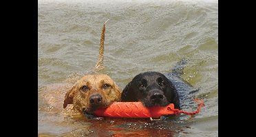 Hond Training dummy large Kong Gebr. de Boon - Kong