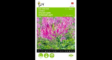 Zaden Cleome Kattensnor Rose Queen Buzzy - Buzzy