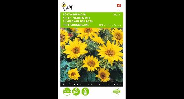 Zaden Helianthus lage Potzonnebloem Pacino Buzzy - Buzzy