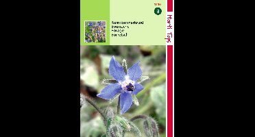 Zaden Komkommerkruid (Borage) Hortitops - Hortitops