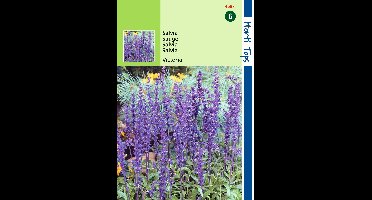 Zaden Salvia Siersalie Victoria donkerblauw Hortitops - Hortitops