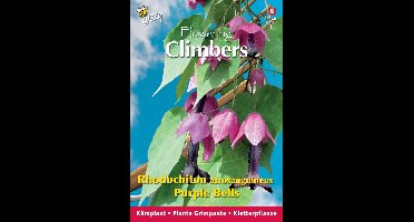 Zaden Flowering Climbers Rhodochiton Purple Bells Buzzy - Buzzy