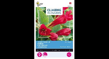 Zaden Flowering Asarina Red Dragon Buzzy - Buzzy