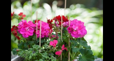 Splitbamboe naturel H40cm dia. 3,5-4mm set a 15 stuks Nature - Nature