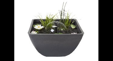 Minivijver vierkant 55 x 55 cm Velda - Velda