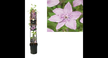 Klimplant Clematis Hagley Hybrid 120 cm Bosrank Van der Starre - Van der starre