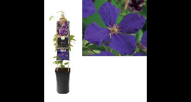 Klimplant Clematis Jackmanii 75 cm Bosrank Van der Starre - Van der starre