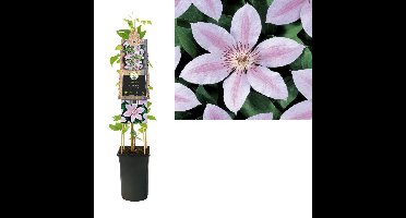 Klimplant Clematis John Paul II 75 cm Bosrank Van der Starre - Van der starre