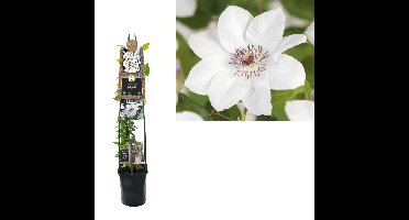Klimplant Clematis Miss Bateman 120 cm Bosrank Van der Starre - Van der starre