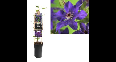 Klimplant Clematis The President 75 cm Bosrank Van der Starre - Van der starre