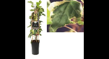 Klimplant Hedera Gloire de Marengo 75 cm Klimop Van der Starre - Van der starre