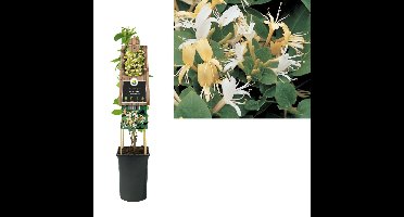 Klimplant Lonicera j. Hall s Prolific 75 cm Kamperfoelie Van der Starre - Van der starre
