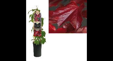 Klimplant Parthenocissus tr. Veitchii 75 cm Wilde wingerd Van der Starre - Van der starre