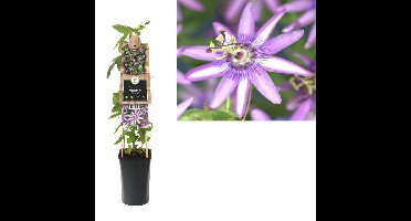 Klimplant Passiflora Amethyst 75 cm Passiebloem Van der Starre - Van der starre