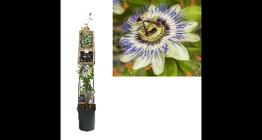 Klimplant Passiflora Caerulea 70 cm Passiebloem Van der Starre - Van der starre