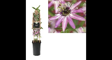 Klimplant Passiflora Victoria 75 cm Passiebloem Van der Starre - Van der starre