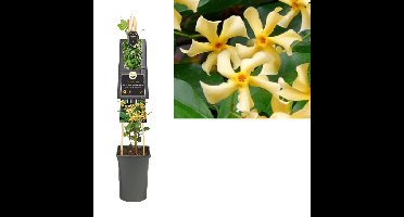 Klimplant Trachelospermum jasm. Star of Toscane PBR 75 cm Toscaanse jasmijn Van der Starre - Van der starre