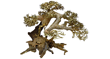 Bonsai Driftwood L aquaria SuperFish - Superfish