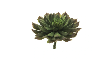 Aeonium pick green 15 cm kunstbloem Erutan Avon - Erutan avon
