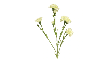 Dianthus Charly cream 62 cm kunstbloem Erutan Avon - Erutan avon