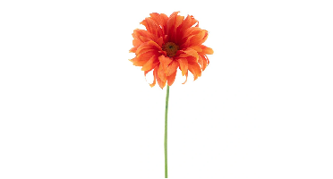 Gerbera spray Lotte orange 76 cm kunstbloem Erutan Avon - Erutan avon