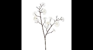 Magnolia tak cream Hortus - Hortus