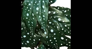 Bladeren elephant's ear 35 cm kunsttak Buitengewoon de Boet - Buitengewoon de boet